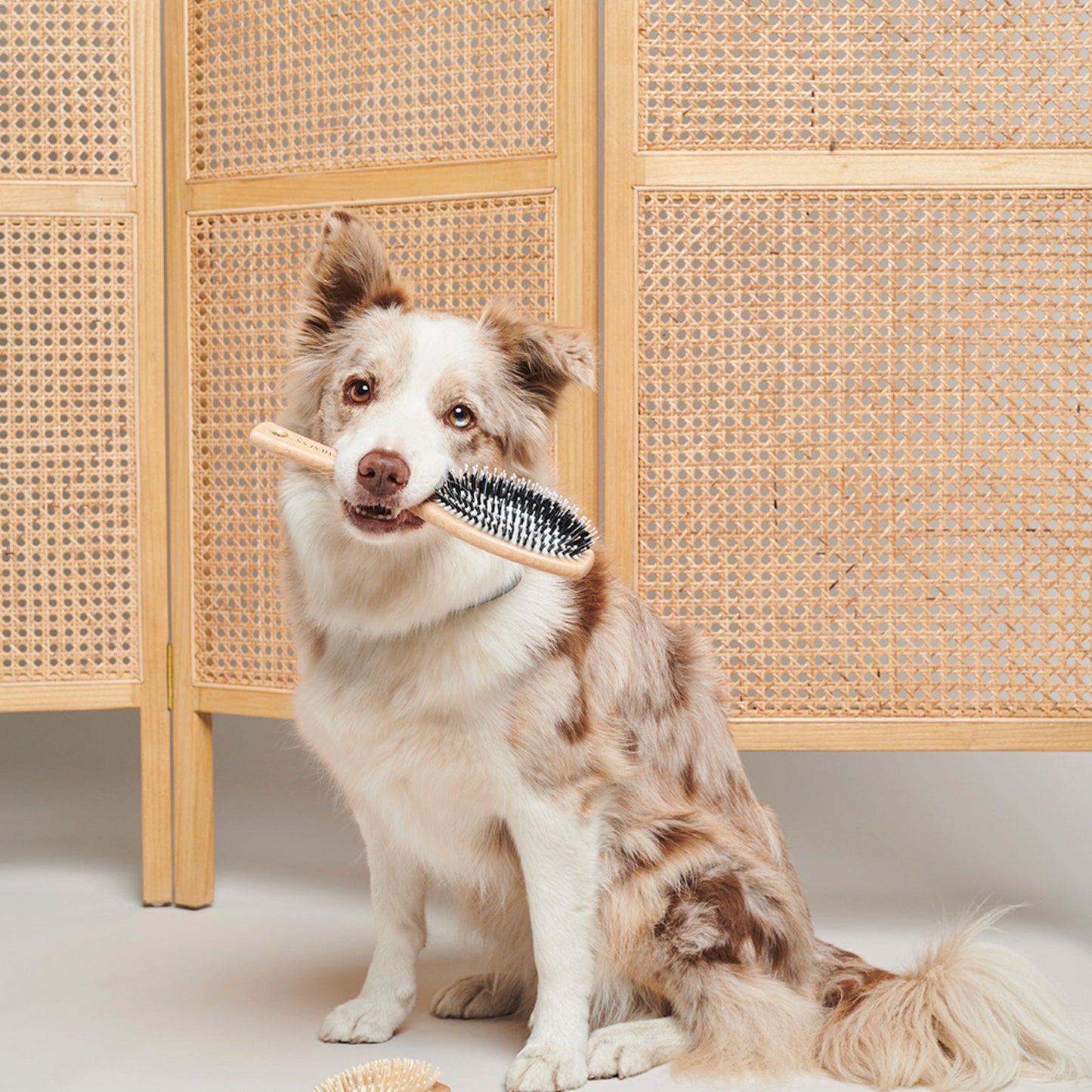 Pawness • Vegan Nylon Brush