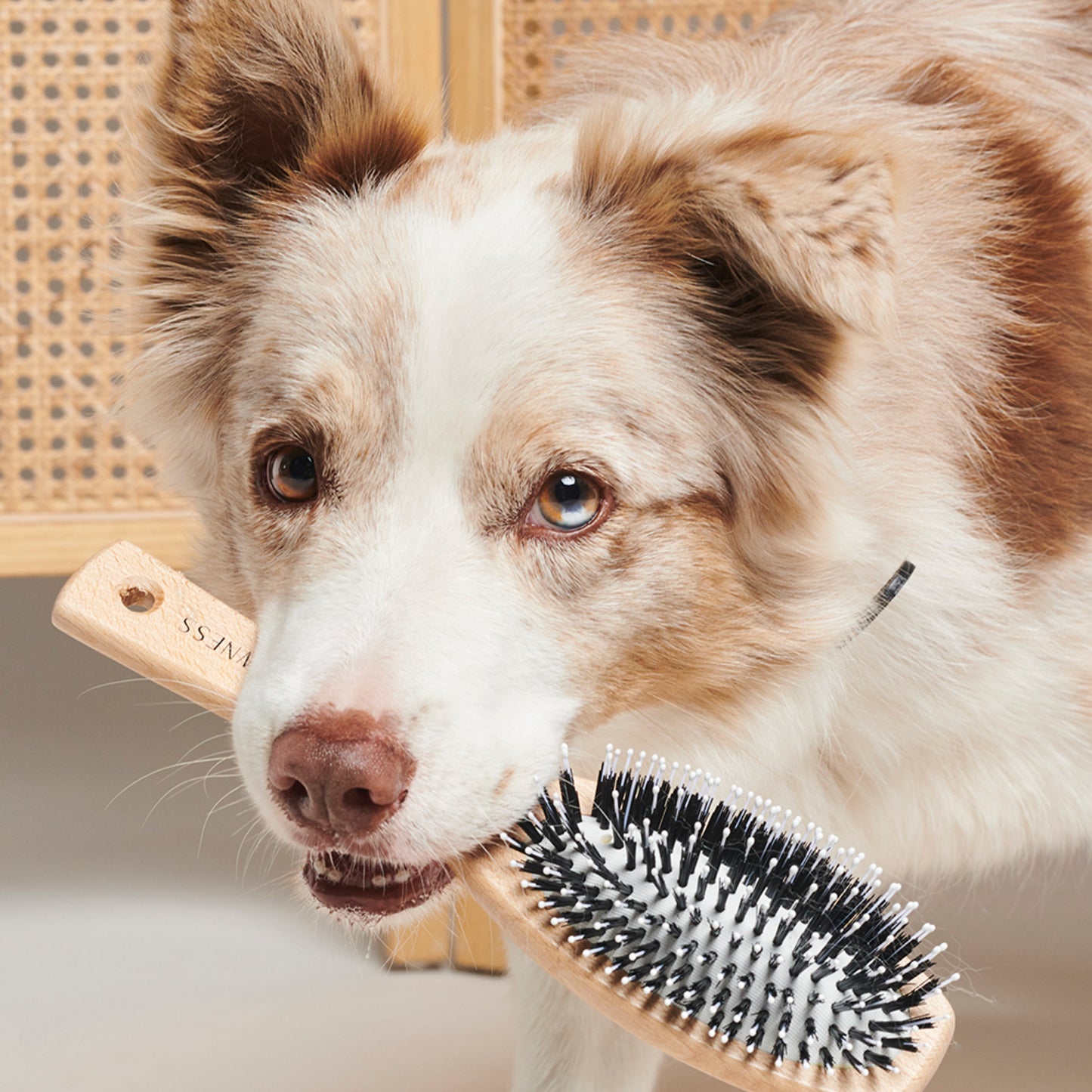 Pawness • Vegan Nylon Brush