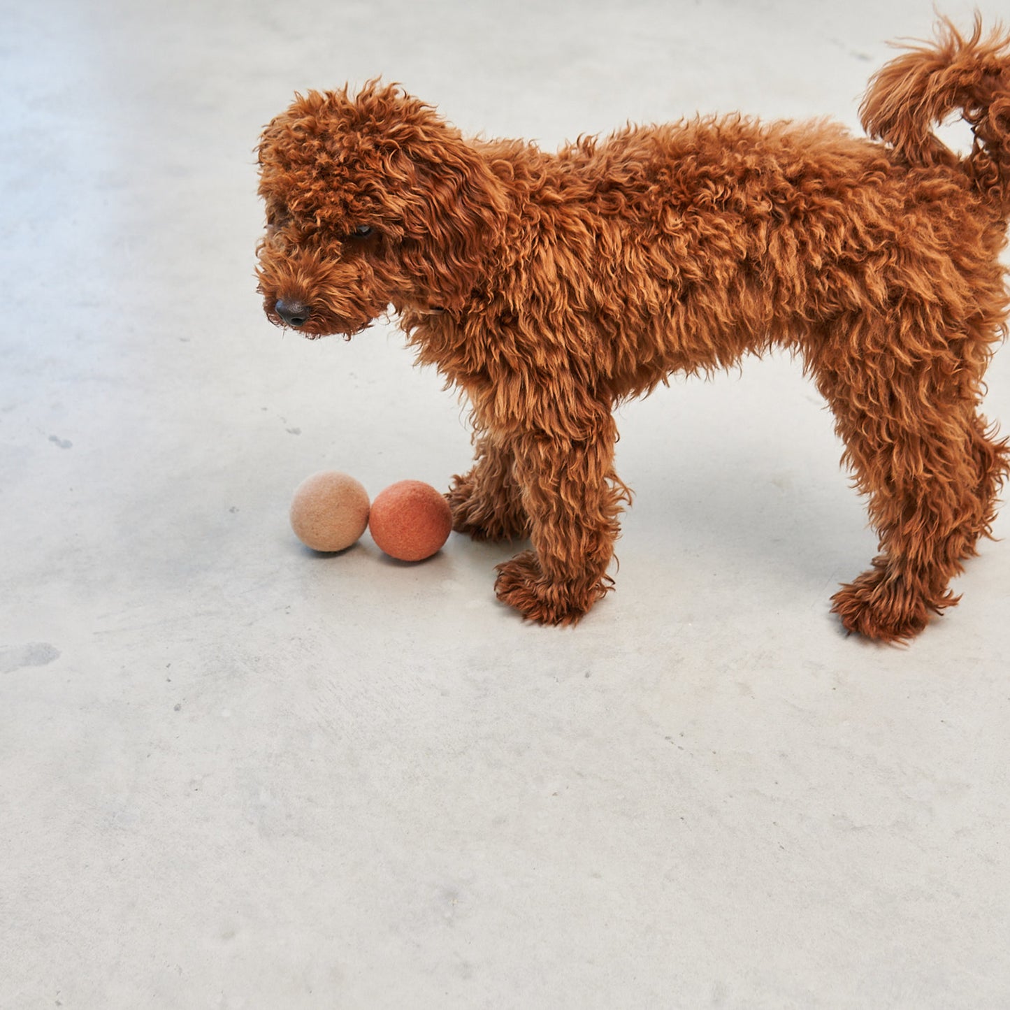 MiaCara • Globo Dog Toy (coral)
