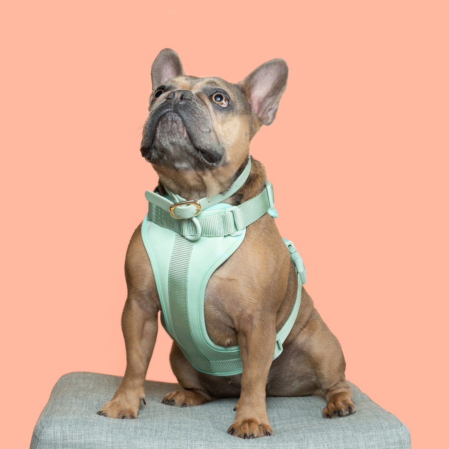 Westley • No-Pull Harness (seafoam)