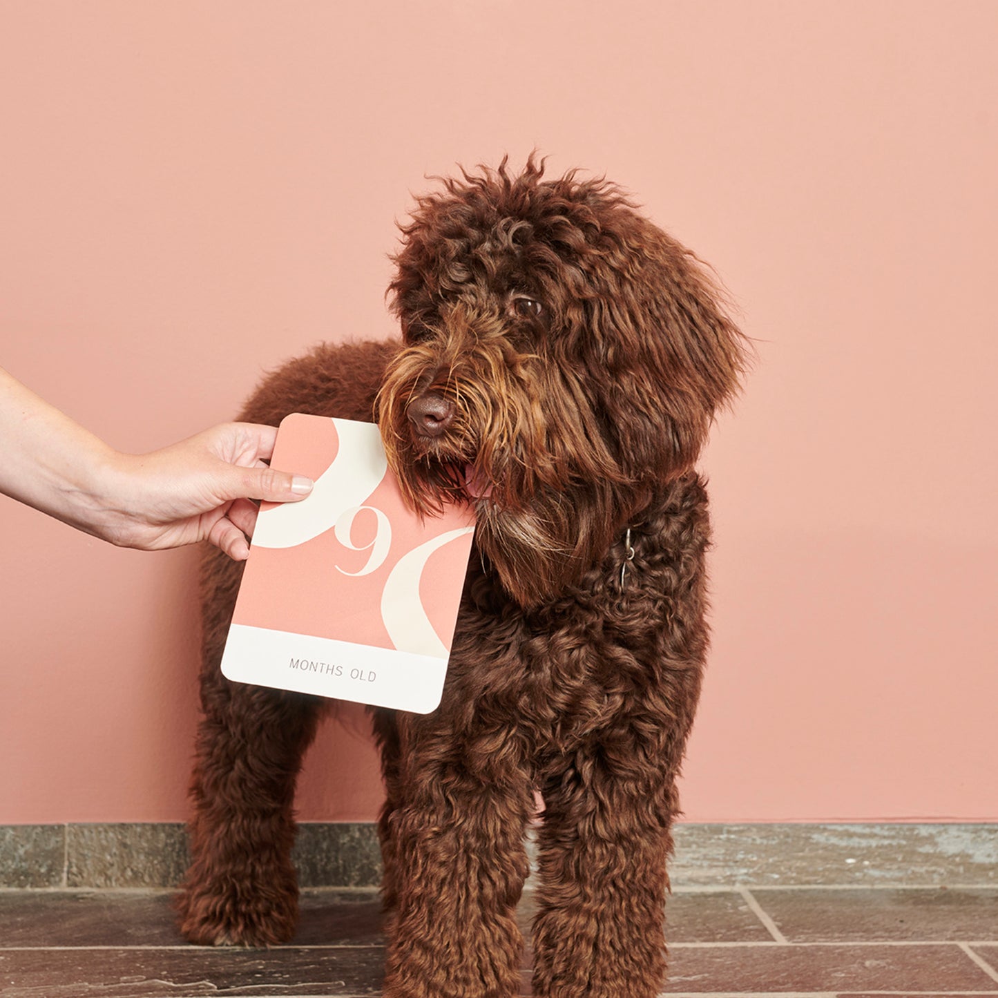 Pawness • Puppy Milestone Cards