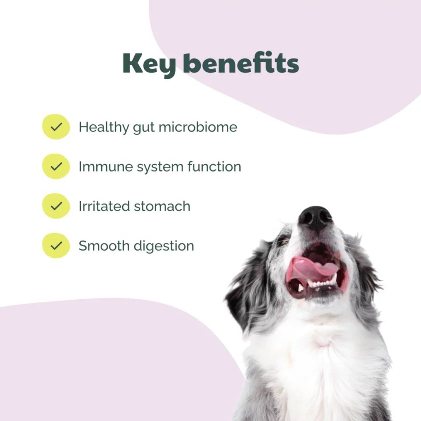 Buddy • Supliment Probiotic Bites 180g
