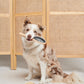 Pawness • Vegan Nylon Brush