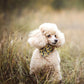 Puppylicious Boutique • Dusty Miller Bandana