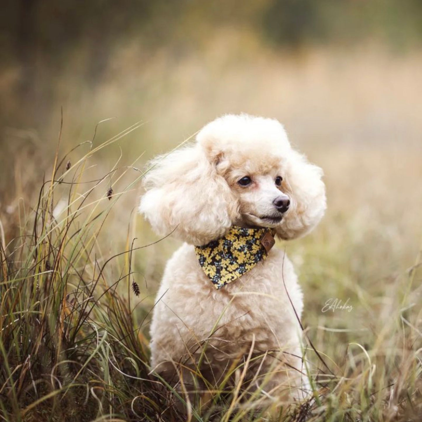 Puppylicious Boutique • Dusty Miller Bandana