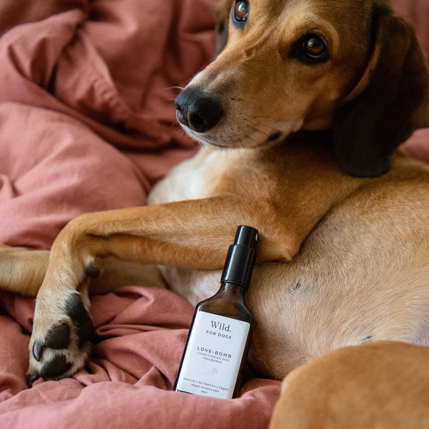 Wild for Dogs • Love-Bomb Conditioning Dog Fragrance 50ml