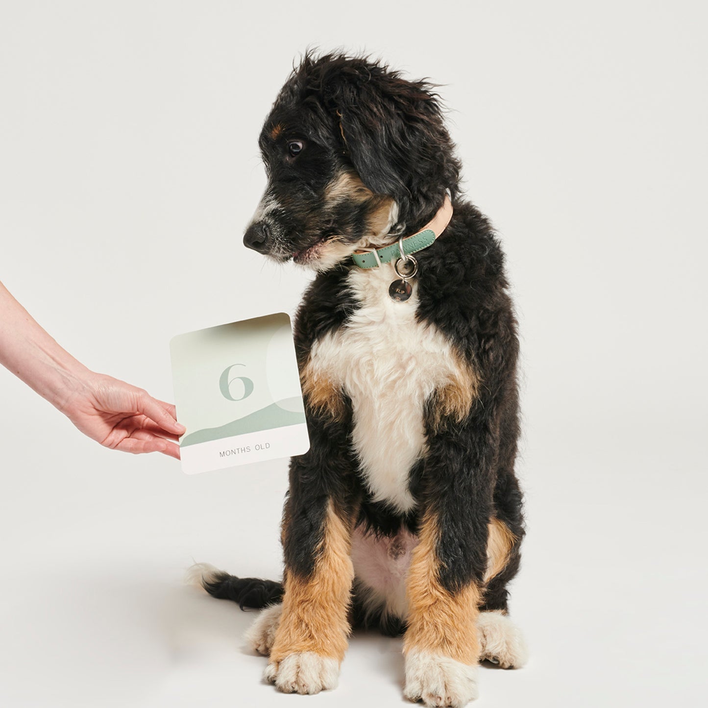 Pawness • Puppy Milestone Cards