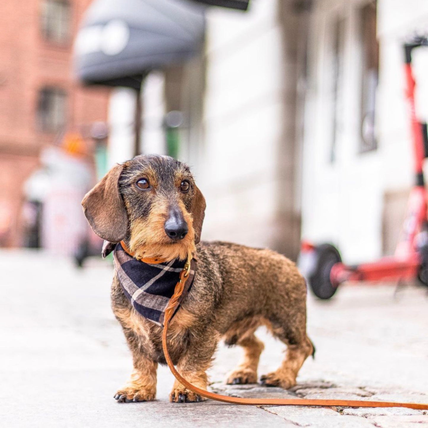 Puppylicious Boutique • Sherlock Bandana