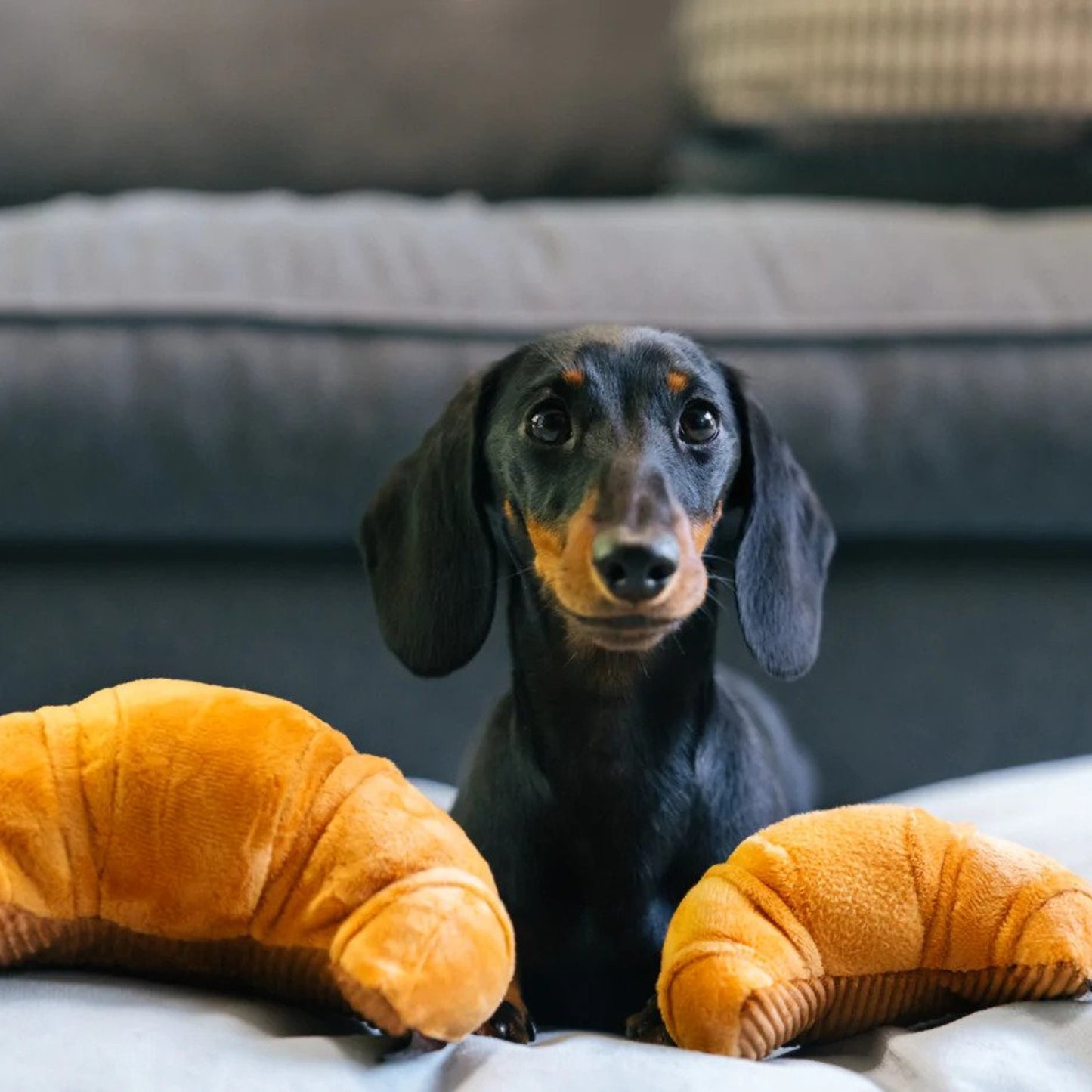 P.L.A.Y • Pup's Croissant Toy