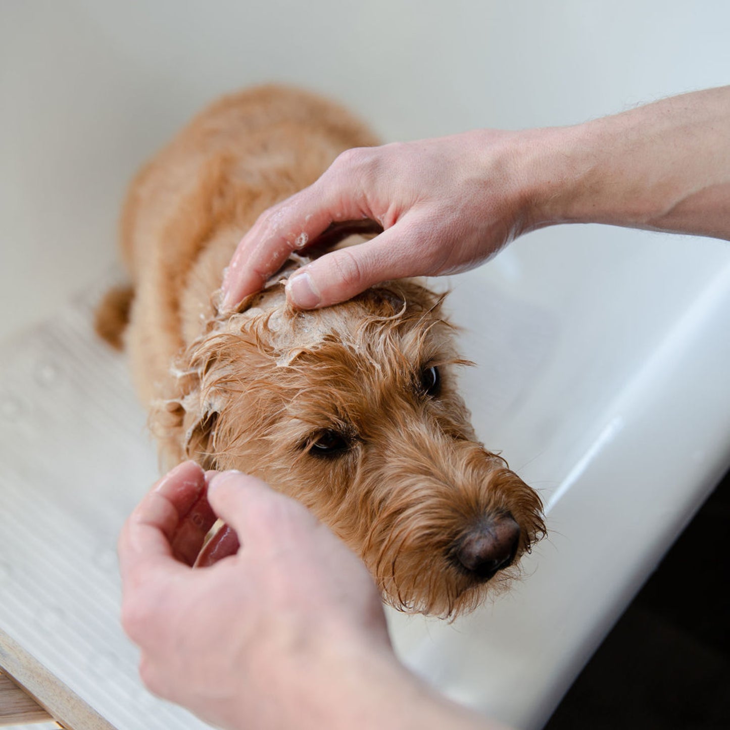 Wild for Dogs • One-Wash Shot Dog Shampoo 15ml