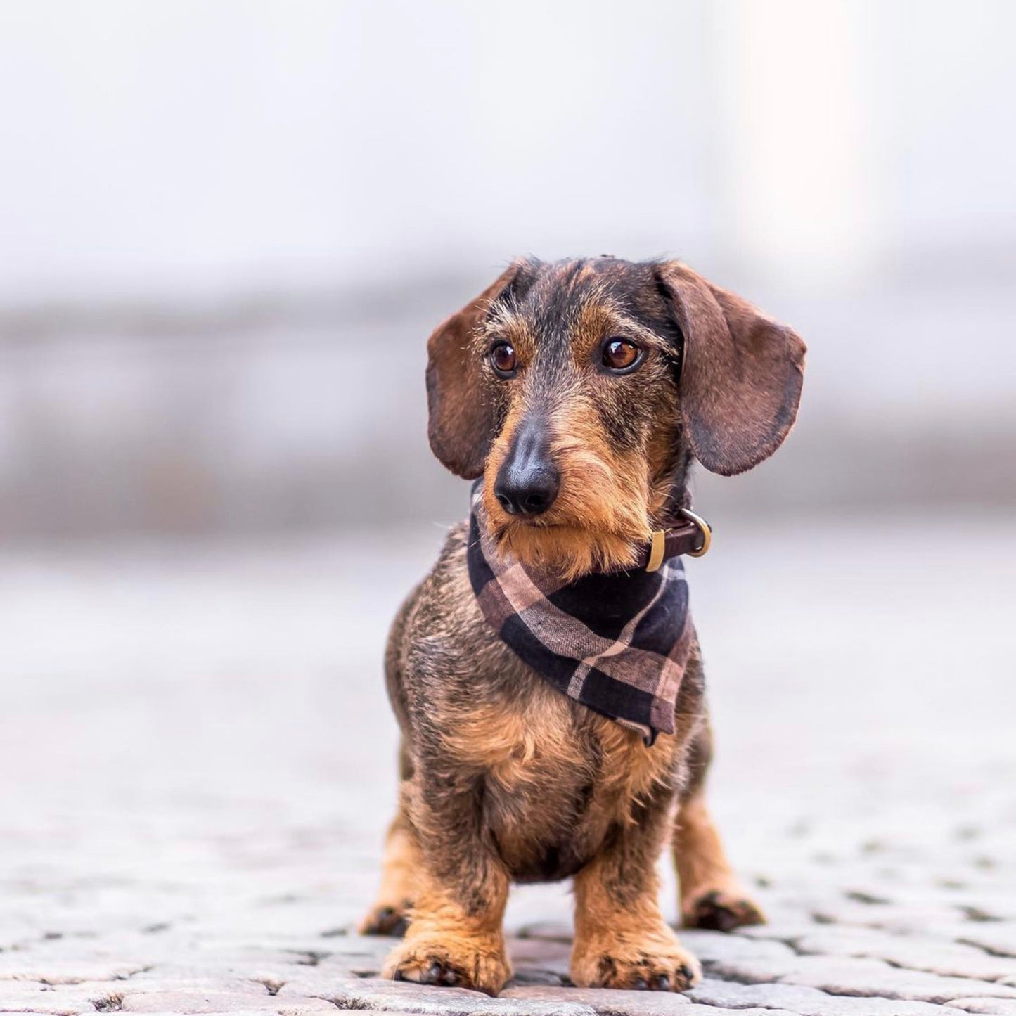 Puppylicious Boutique • Sherlock Bandana