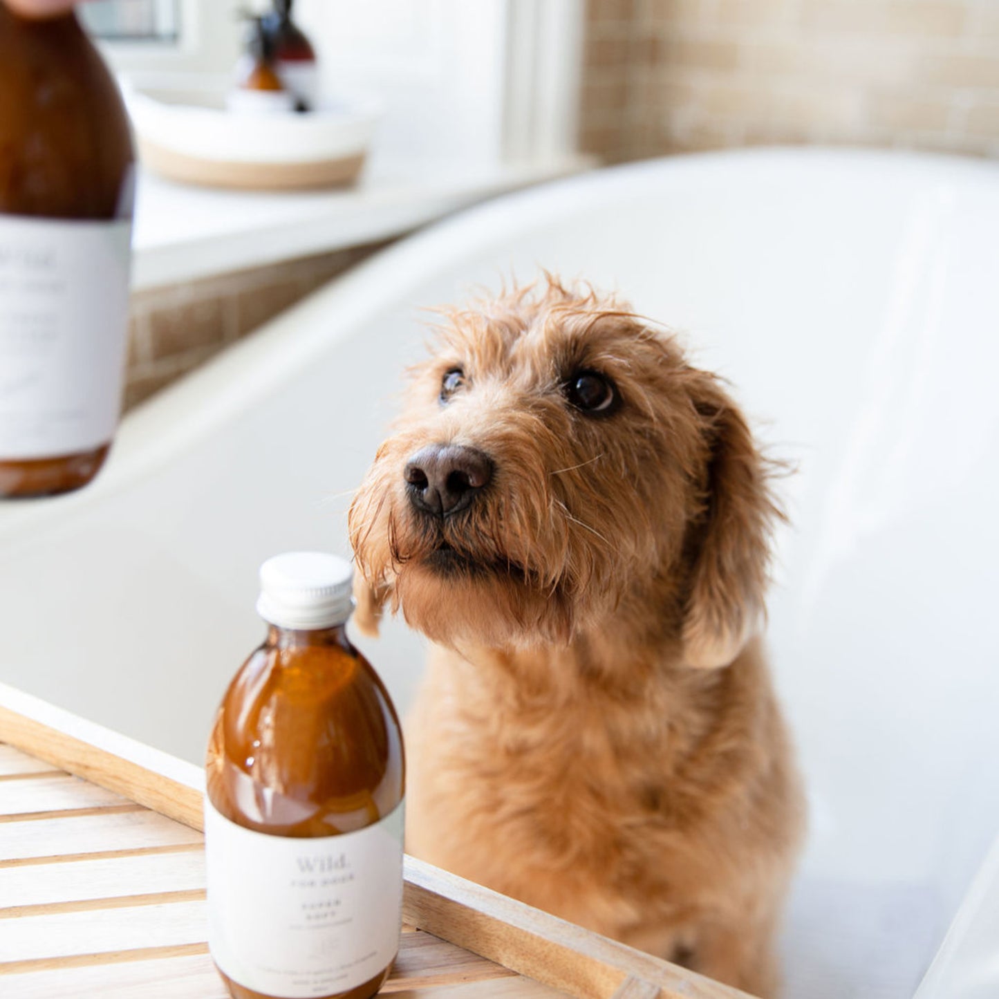 Wild for Dogs • Super Soft-Organic Dog Conditioner 300ml (plastic-free)