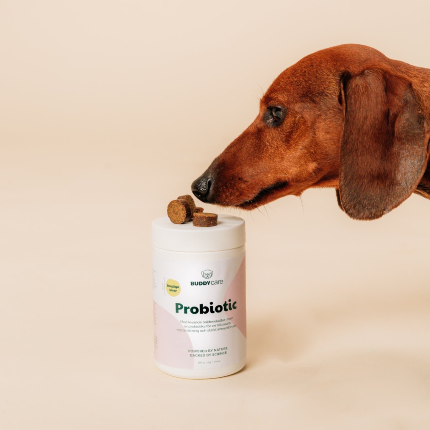 Buddy • Supliment Probiotic Bites 180g
