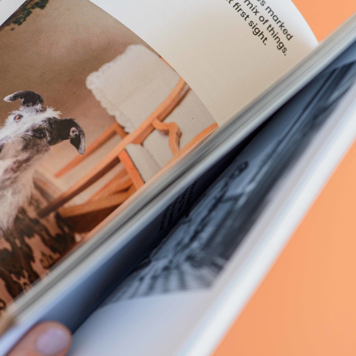Dog+human • Magazine (issue 2)