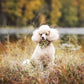 Puppylicious Boutique • Dusty Miller Bandana