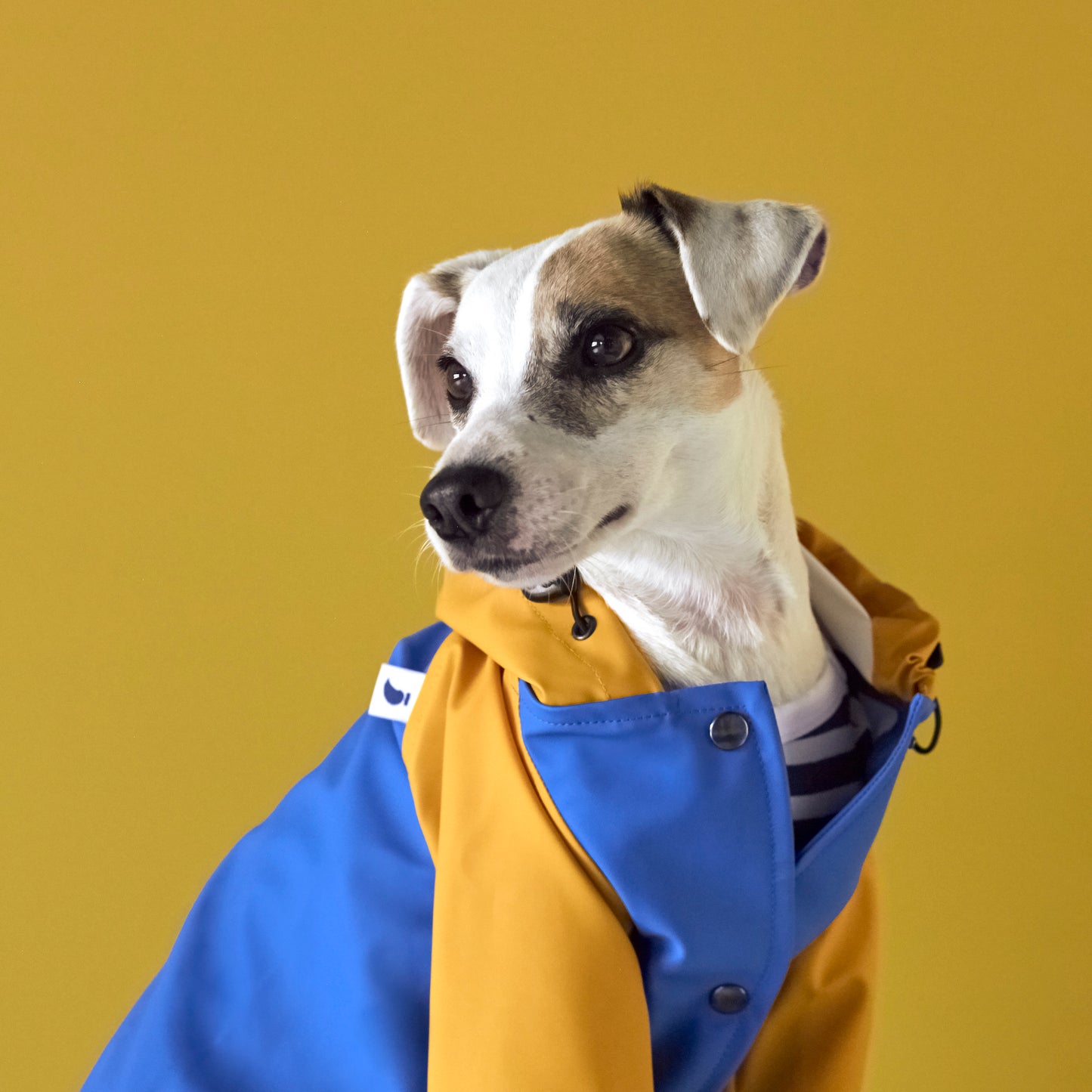 The Painter's Wife • Sarah raincoat (blue & yellow)