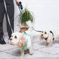 Westley • No-Pull Harness (seafoam)
