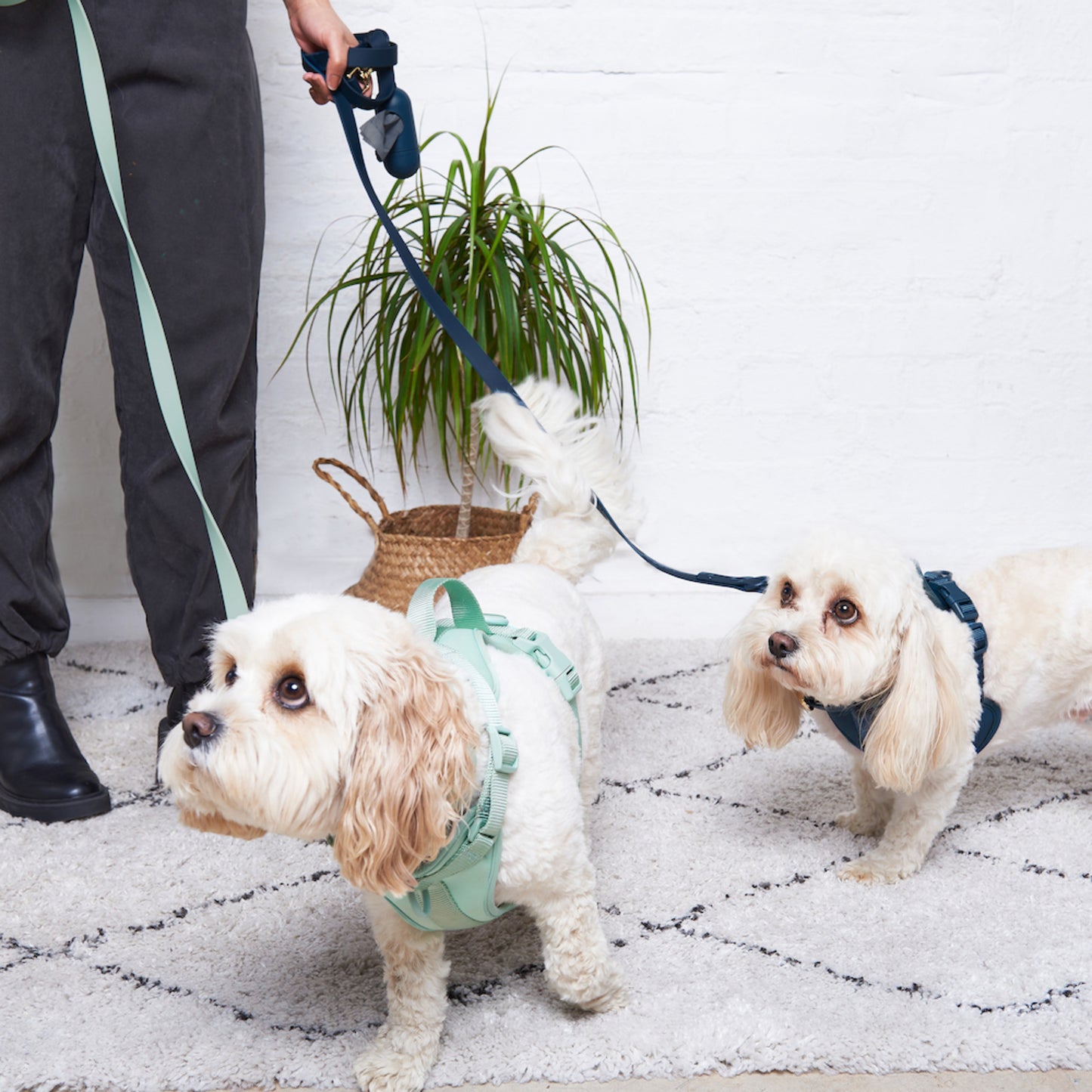 Westley • No-Pull Harness (seafoam)