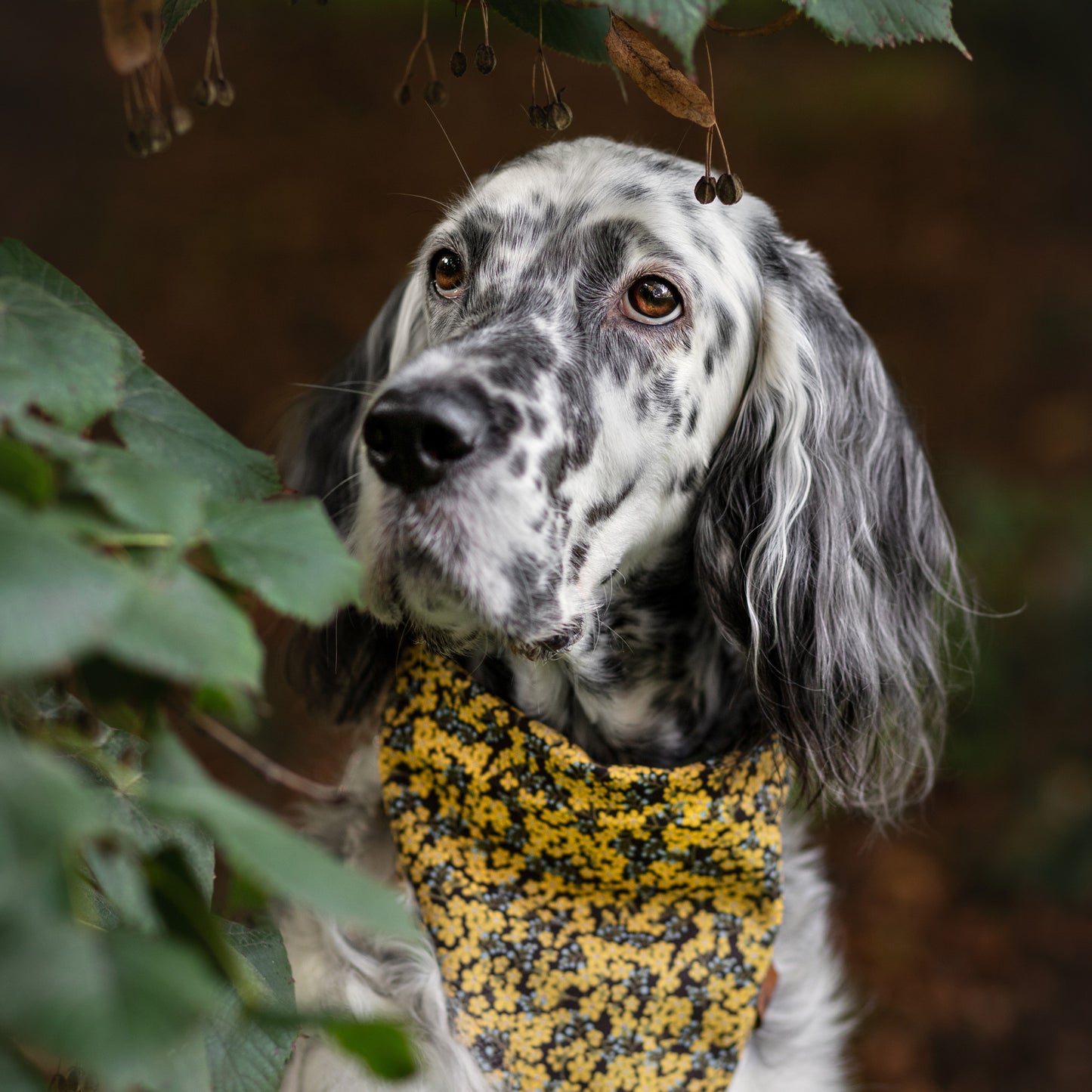 Puppylicious Boutique • Dusty Miller Bandana