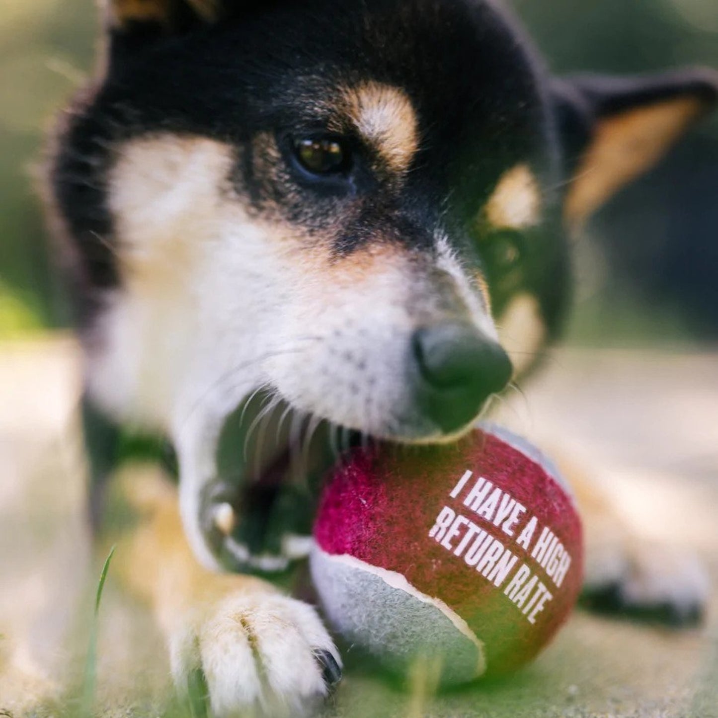 P.L.A.Y • Dog Tennis Balls