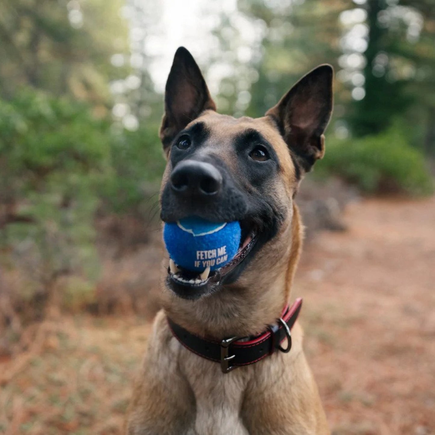 P.L.A.Y • Dog Tennis Balls