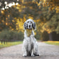 Puppylicious Boutique • Dusty Miller Bandana