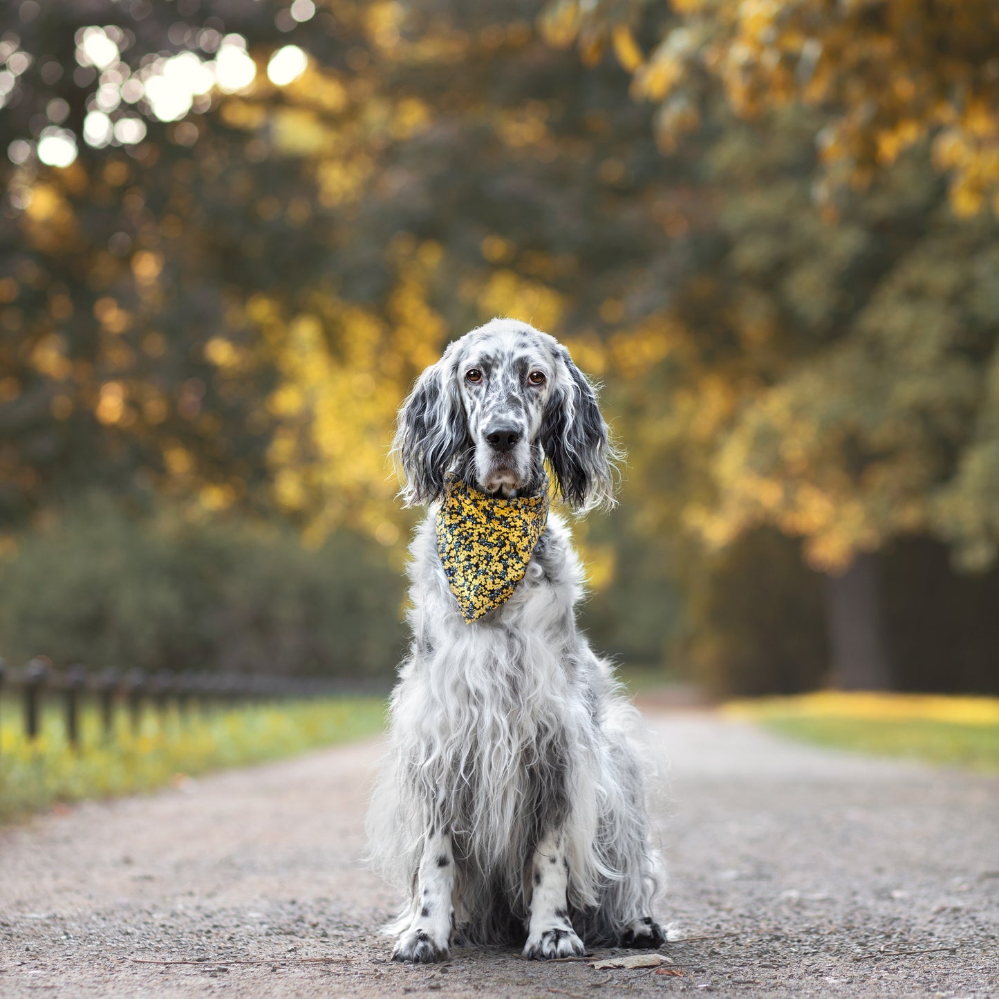 Puppylicious Boutique • Dusty Miller Bandana
